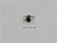 藏品(長角細鰓金龜)的圖片